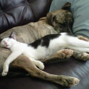 dog-and-cat-sleeping